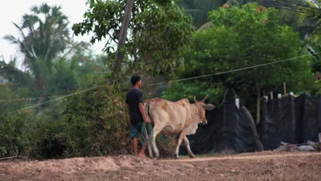 Asiatischer-Mann,-Der-Seinen-Stier-Durch-Die-Kambodschanische-Landschaft-Führt
