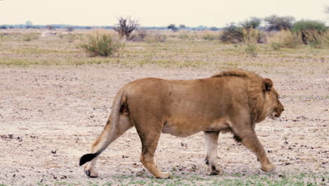 Young-injured-male-lion-walking-across-the-savanna-plains,-missing-testicles-from-a-recent-fight