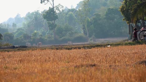 Asian-Lady-with-Two-Children-Crossing-a-Field-in-South-East-Asia-With-a-Jungle-in-the-Background