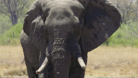 Hitzewellen,-Die-An-Einem-Heißen-Sommertag-Um-Einen-Wunderschönen-Afrikanischen-Elefanten-Aufsteigen---Nahaufnahme