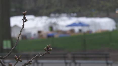 Hospital-Tents-In-Central-Park,-NYC,-Amid-Coronavirus-Crisis-—-Rack-Focus-From-Early-Flower-Bud-To-Tent-Village