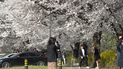 Coreanos-Que-Usan-Una-Máscara-Quirúrgica-Y-Se-Toman-Selfies-Con-Un-Teléfono-Inteligente-Bajo-Los-árboles-De-Sakura