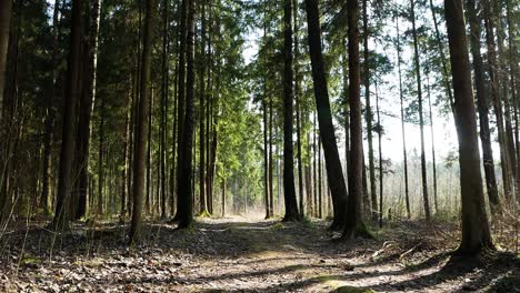Statische-Aufnahme-Des-Litauischen-Waldes-Mit-Zweigen,-Die-Von-Leichtem-Wind-Bewegt-Werden