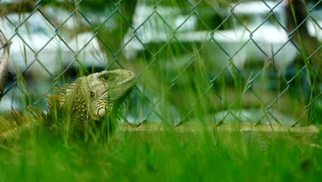 Static-shot-of-iguana-in-the-grass-then-slowly-walking-out-of-frame