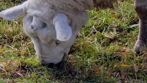 Close-up-shot-of-sheep-eating-grass-on-green-field-on-sunny-day