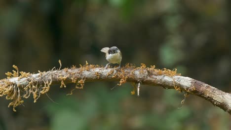 Dark-Fronted-babbler-pair-,-very-small-babbler-specie-birds-dancing-on-a-branch-with-moss-inspecting-the-ground-to-decide-when-to-land-,-found-in-Dandeli-,-karnataka,-India-during-summer