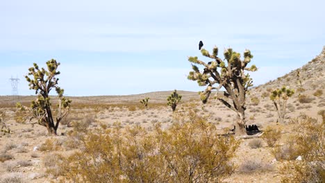 Los-Pájaros-Vuelan-Al-árbol-De-Joshua-Cerca-Del-Arbusto-árido-En-La-Tierra-Del-Desierto-Y-El-Cielo-Azul