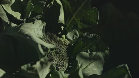 Extreme-Nahaufnahme-Einer-Brokkolipflanze,-Abstrakte-Beleuchtung