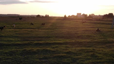 Static-Shot-of-a-Farm-With-Goats-and-A-Person-Running-With-a-Calf-During-Beautiful-Sunset