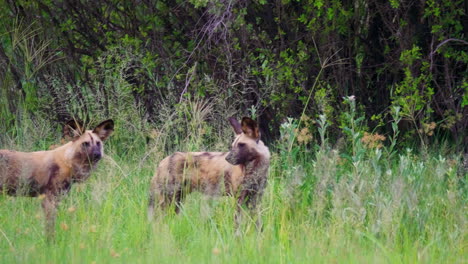 Teleaufnahme,-Die-über-Ein-Rudel-Afrikanischer-Wildhunde-Im-Okavango-Delta-In-Botswana-Schwenkt