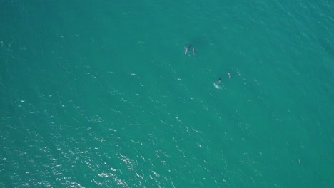Draufsicht-Auf-Delfine,-Die-Im-Türkisfarbenen-Ozean-In-Australien-Schwimmen---Drohnenaufnahme