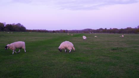 shot-of-sheep-grazing-in-the-green-fenced-off-field-in-the-evening