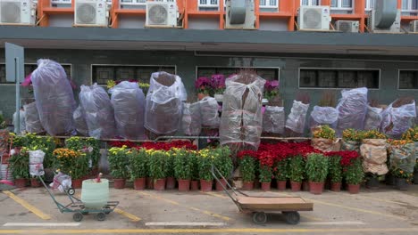 Während-Der-Chinesischen-Neujahrsfeierlichkeiten-Werden-Auf-Einem-Blumenmarkt-Zahlreiche-Pflanzen-Zum-Verkauf-Angeboten