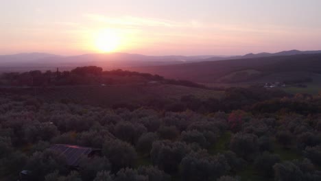 Bright-colorful-sunset-above-idyllic-Tuscany-olive-tree-grove,-aerial