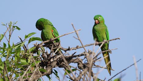 A-pair-of-wild-white-eyed-parakeet,-psittacara-leucophthalmus-perching-side-by-side-on-the-treetop-against-clear-blue-sky,-one-staring-at-the-other-one-preening-and-grooming-its-feathers