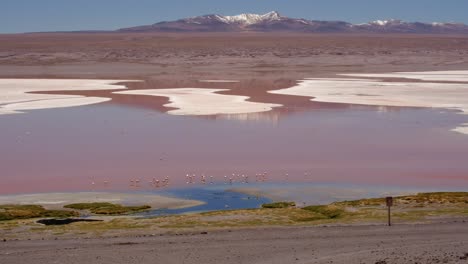 Andean-Flamingos-in-Andean-Cordillera,-Laguna-Colorada-Wetland,-Natural-Red-Lake-Fauna,-Pink-Birds-Nesting-Orange-Lagoon,-Bolivia,-South-America