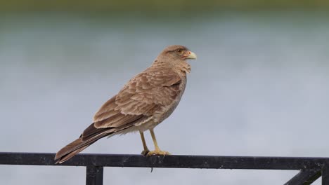 Fearless-bird-of-prey,-chimango-caracara,-milvago-chimango-spotted-in-the-wild,-perching-on-lakeside-metal-railing,-selective-focus-wildlife-close-up-shot