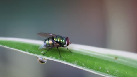 Fly-on-the-leaf-of-plant