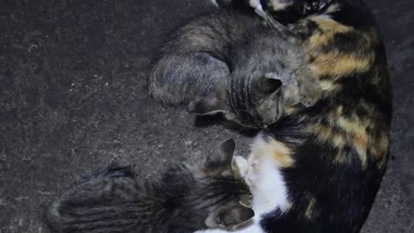 Mother-cat-nursing-her-kittens