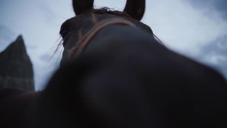 Extreme-Close-up-Of-A-Brown-Horse.-Headshot