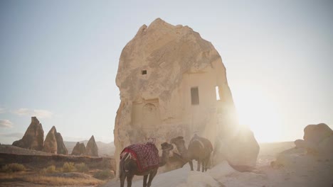 Kamele,-Die-An-Einem-Sonnigen-Tag-In-Kappadokien,-Türkei,-Auf-Einem-Dorf-Mit-Steinhöhlenhäusern-Ruhen