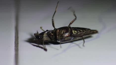 Black-chafer-beetle-feeds-on-the-floor-with-small-light