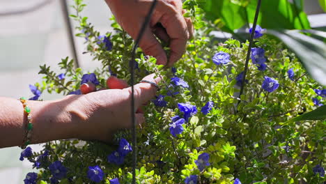Gardener-hand-using-scissor-trim-blue-flower-brush