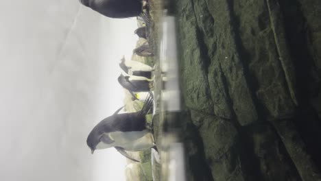 Vista-Vertical-De-Pingüinos-Descansando-En-La-Orilla-Rocosa-De-Un-Estanque-En-Un-Parque-De-Vida-Silvestre