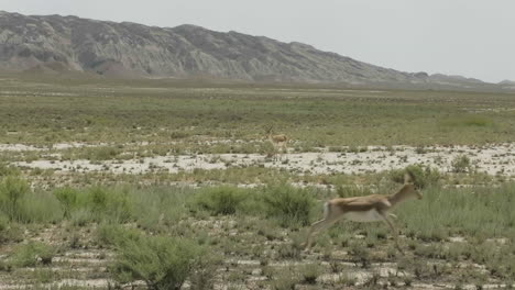 Two-goitered-gazelle-antelopes-walking-in-Vashlovani-steppe-in-Georgia