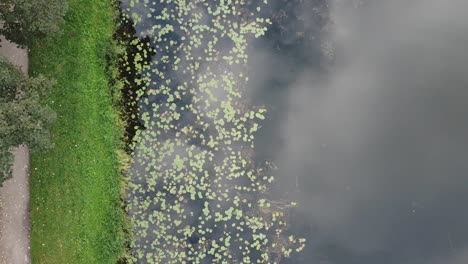 Top-down-drone-shot-of-lake-on-a-cloudy-day-with-grass-on-left,-water-lillies-in-the-middle-and-lake-on-the-right