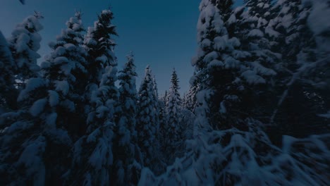 Stunning-drone-flight-in-snowy-forest-Wonderland-during-blue-sky-at-dusk
