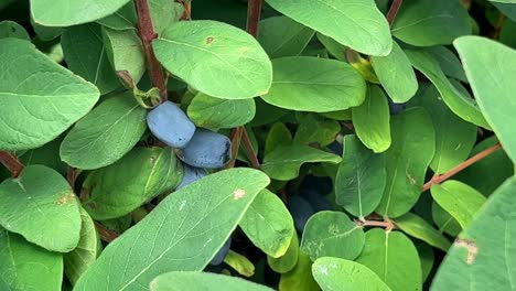 Close-up-of-plump-and-juicy-haskap-berries-growing-on-a-thick-and-verdant-bush,-captured-in-high-definition