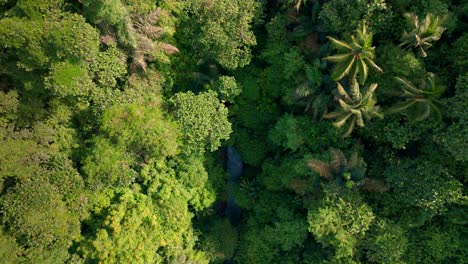 Vista-Aérea-De-Arriba-Hacia-Abajo-Del-Río-En-La-Selva-Tropical-Selva-Verde-4k-Indonesia