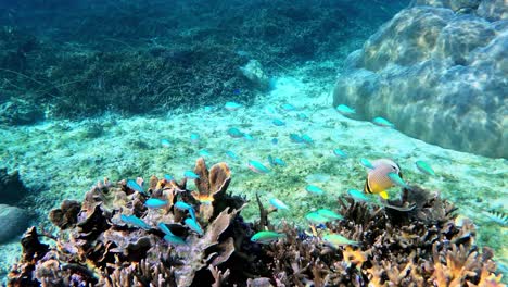 Peces-De-Arrecife-Azul-Nadando-En-Arrecifes-De-Coral