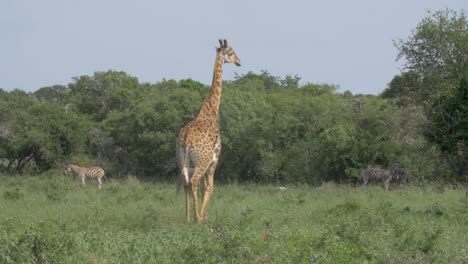 Wide-shot-of-an-African-giraffe-walking-in-the-jungle-with-zebras-in-the-background