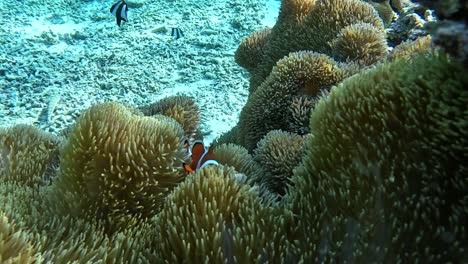 Clownfische-Mit-Blick-Auf-Die-Kamera---Unterwasseraufnahme