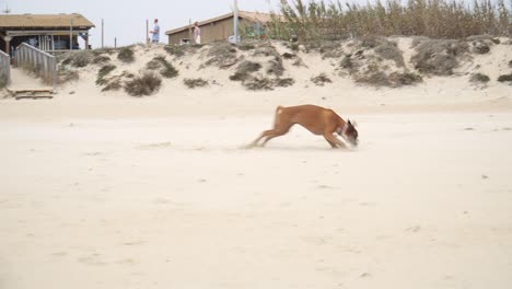 Perro-Boxer-Distintivo-Corriendo-Alegremente-En-La-Playa-De-Arena-Llena-De-Energía,-España,-Europa