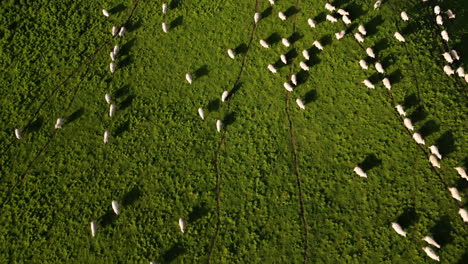 Thousand-of-sheep