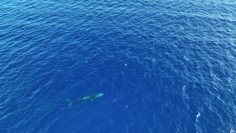 Aerial-Drone-Descending-On-A-Single-Humpback-Whale-Relaxing-In-The-Clear-Blue-Waters-Of-Hawaii