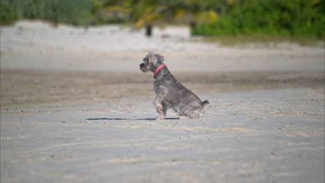 Slow-motion-of-a-grey-schnauzer-laying-on-the-sand-and-then-sitting-up-on-a-sunny-day