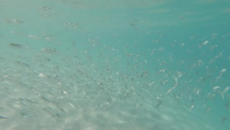 Ein-Schwarm-Kleiner-Fische,-Die-Um-Einen-Seichten-Strand-In-Tropischem-Wasser-Schwimmen