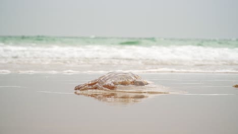 Medusa-Gigante-Fuera-Del-Agua-En-La-Orilla-De-La-Playa-De-Cadiz