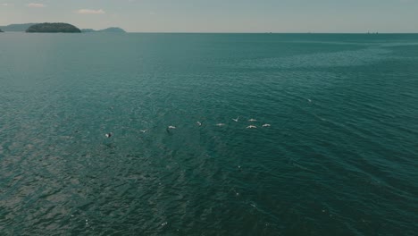 Flock-Of-Seabirds-Flying-Over-Scenic-Seascape-In-Guanacaste,-Costa-Rica---tracking-shot