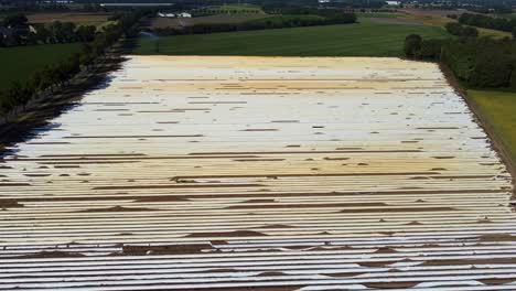 A-drone-shot-of-a-large-asparagus-field-in-the-Netherlands