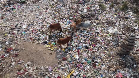 Viel-Plastik-Liegt-In-Der-Mülltonne-Und-Verschiedene-Tiere,-Kühe-Und-Andere-Vögel-Sammeln-Nahrung-Daraus