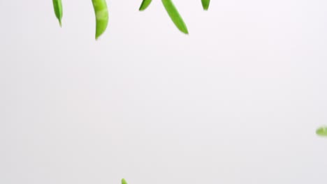 Bright-green,-fresh-whole-sugar-snap-pea-pods-raining-down-on-white-backdrop-in-slow-motion