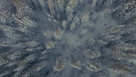 Winter-Snow-Covered-Pine-Tree-Forest-Colorado-Overhead-Drone-4k