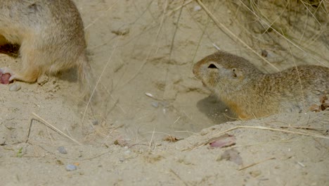 Slow-motion-shot-of-two-Squirrel-fighting-each-other-outdoors-in-front-of-sandy-home,close-up