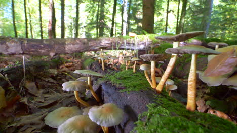 Dolly-forward-shot-of-different-toxic-mushrooms-between-leaves-in-forest,close-up