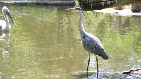 Close-up-shot-of-Grey-Heron-on-shore-and-swimming-swan-in-background,slow-motion